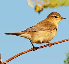 Attēlu rezultāti vaicājumam “Phylloscopus trochilus nest”