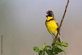 Image result for Emberiza aureola