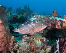 Image result for Epinephelus morio