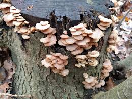 Attēlu rezultāti vaicājumam “Panellus stipticus”