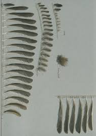 Attēlu rezultāti vaicājumam “Poecile palustris adult”