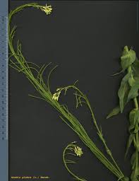 Attēlu rezultāti vaicājumam “Arabis glabra”