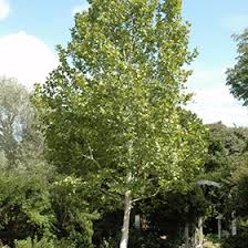 Attēlu rezultāti vaicājumam “Platanus x hispanica (syn. Platanus x acerifolia)”