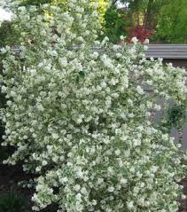 Attēlu rezultāti vaicājumam “Philadelphus coronarius leaf”