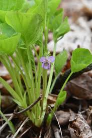 Attēlu rezultāti vaicājumam “Viola mirabilis”
