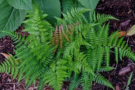 Attēlu rezultāti vaicājumam “Dryopteris”