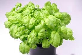 Attēlu rezultāti vaicājumam “Ocimum basilicum leaf”