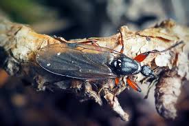 Attēlu rezultāti vaicājumam “Bibionidae female”