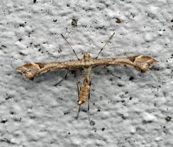 Attēlu rezultāti vaicājumam “Platyptilia gonodactyla”