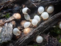 Attēlu rezultāti vaicājumam “Lycogala succineum”