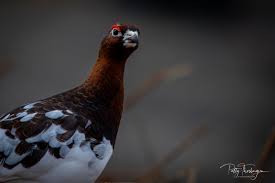 Attēlu rezultāti vaicājumam “Lagopus lagopus”