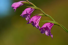 Attēlu rezultāti vaicājumam “Gladiolus imbricatus flower”