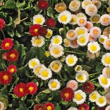 Attēlu rezultāti vaicājumam “Bellis perennis flower”