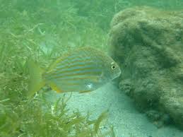 Image result for Archosargus rhomboidalis