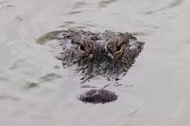Image result for Alligator mississippiensis