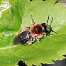 Attēlu rezultāti vaicājumam “Andrena haemorrhoa female”