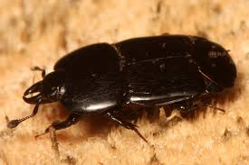 Attēlu rezultāti vaicājumam “Hypocaccus rugiceps”