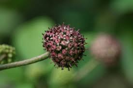 Attēlu rezultāti vaicājumam “Eleutherococcus sessiliflorus”