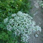 Attēlu rezultāti vaicājumam “Laserpitium latifolium flower”