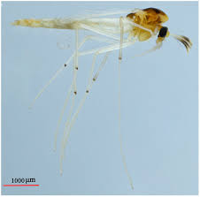 Attēlu rezultāti vaicājumam “Cricotopus male”