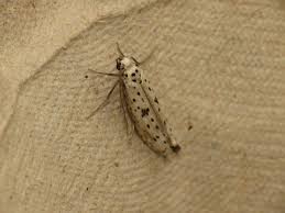 Attēlu rezultāti vaicājumam “Yponomeuta plumbella”