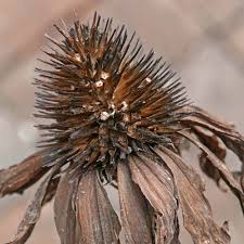 Attēlu rezultāti vaicājumam “Echinacea purpurea bud”