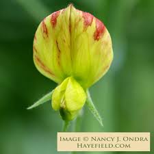 Attēlu rezultāti vaicājumam “Lathyrus sylvestris bud”