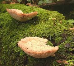 Attēlu rezultāti vaicājumam “Elmerina caryae”