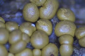 Attēlu rezultāti vaicājumam “Oligonema sp.”