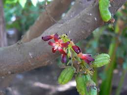 Attēlu rezultāti vaicājumam “Oxalidaceae”