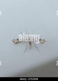 Attēlu rezultāti vaicājumam “Platyptilia gonodactyla”