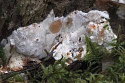 Attēlu rezultāti vaicājumam “Sarcoporia polyspora”