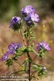 Image result for Phacelia