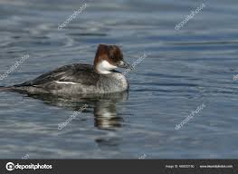 Attēlu rezultāti vaicājumam “Mergus albellus”