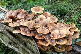 Attēlu rezultāti vaicājumam “Armillaria mellea”
