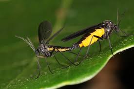 Attēlu rezultāti vaicājumam “Sciara analis”