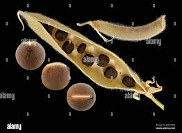 Attēlu rezultāti vaicājumam “Lathyrus sylvestris fruit”