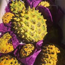 Attēlu rezultāti vaicājumam “Linaria loeselii fruit”