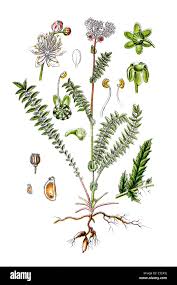 Attēlu rezultāti vaicājumam “Filipendula vulgaris leaf”