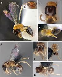「カリーナ・モク DARKER THAN BLACK -黒の契約者-」の画像検索結果