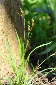 Attēlu rezultāti vaicājumam “Carex digitata leaf”