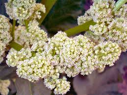 Attēlu rezultāti vaicājumam “Rheum rhabarbarum flower”
