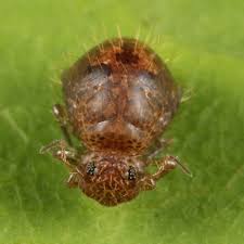 Attēlu rezultāti vaicājumam “Ptenothrix sp.”