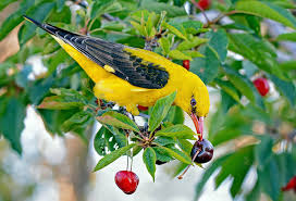 Attēlu rezultāti vaicājumam “Oriolus oriolus male”