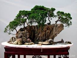 Image result for 艰苦阅历 孔泰初