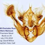 Attēlu rezultāti vaicājumam “Chortodes fluxa”