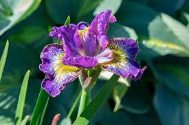 Attēlu rezultāti vaicājumam “Iris sibirica”