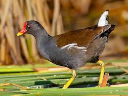 Attēlu rezultāti vaicājumam “Gallinula chloropus juvenile”