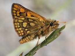 Attēlu rezultāti vaicājumam “Carterocephalus silvicolus”