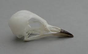 Image result for Dendroica striata